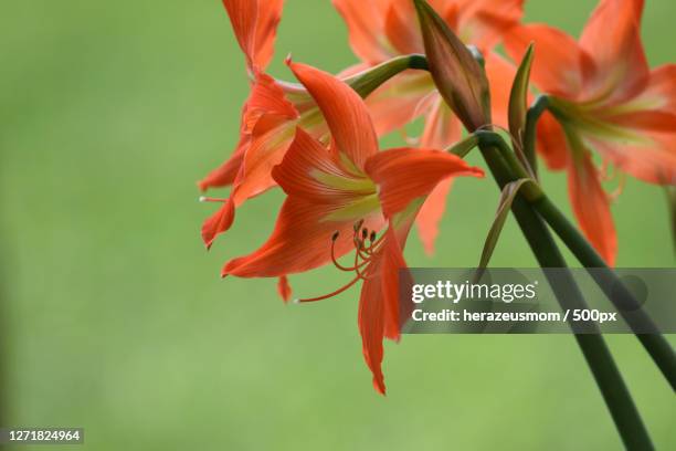 close-up of red flowering plant, mililani town, united states - mililani stockfoto's en -beelden