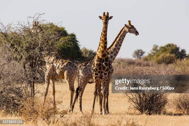 a giraffe and zebras, windhoek, namibia - windhoek safari photos et images de collection