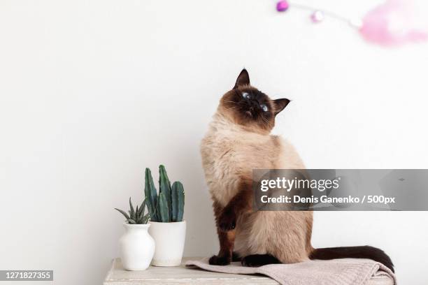 portrait of cat sitting against white background, new york city, united states - siamese cat stock pictures, royalty-free photos & images