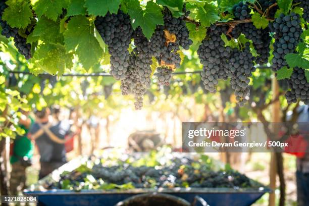 Photos and Premium High Res Pictures Getty Images