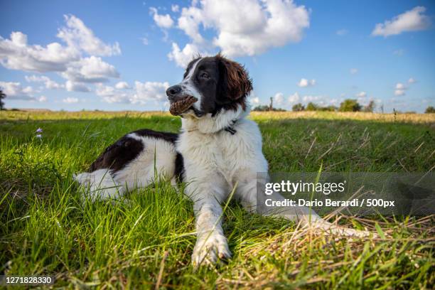 a dog on a meadow, ciampino, italy - ciampino airport - fotografias e filmes do acervo