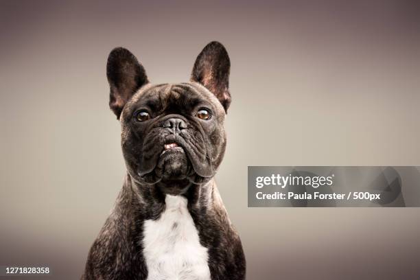 portrait of dog against gray background - 法國老虎狗 個照片及圖片檔