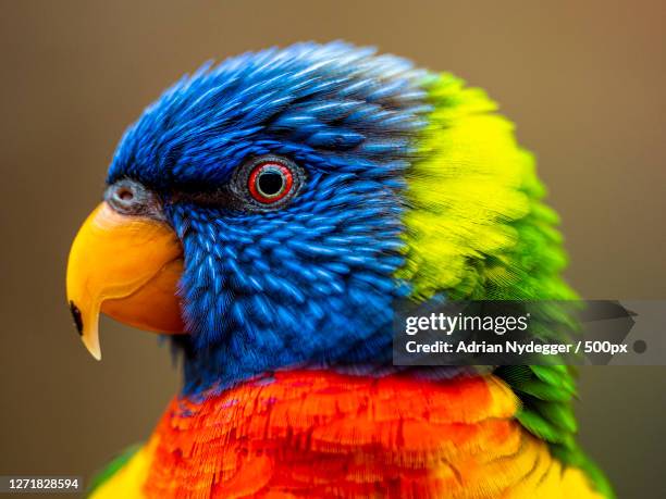 close-up of parrot, zrich kreis 1  lindenhof, switzerland - parrot stock pictures, royalty-free photos & images