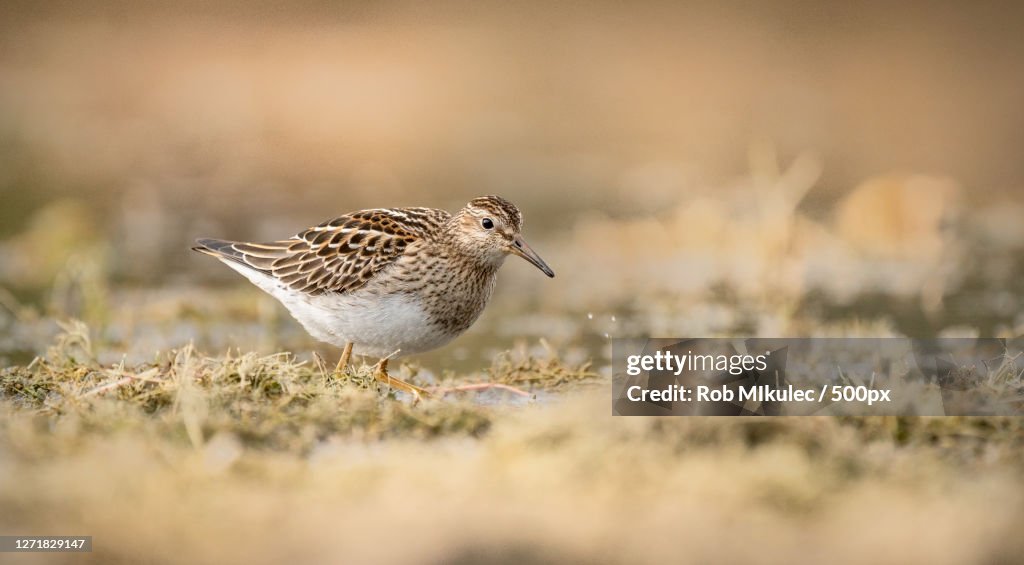 Close-Up Of Bird Perching On Land, Milton, Canada