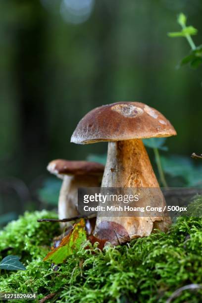 close-up of mushrooms growing on field, montpon-mnestrol, france - porcini mushroom stock pictures, royalty-free photos & images