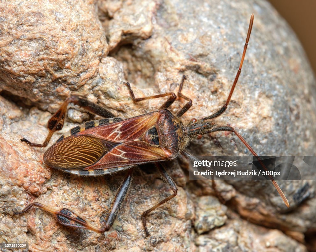 Insects That Move Rocks Closeup Of Insect On Rock High-Res Stock Photo - Getty Images