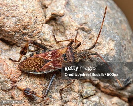 Rock Insects Closeup Of Insect On Rock High-Res Stock Photo - Getty Images