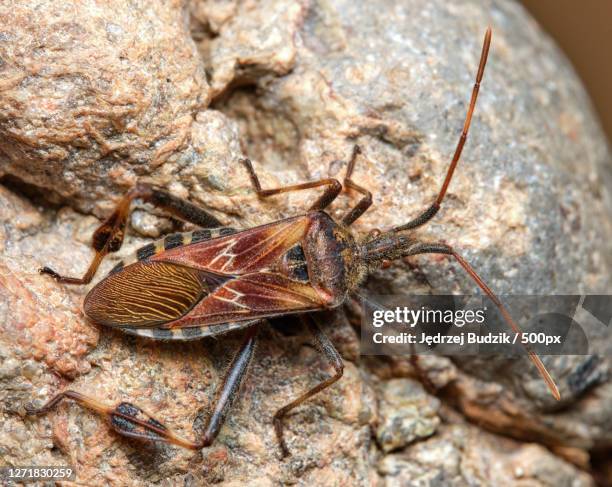 Insect Inside Rocks Closeup Of Insect On Rock High-Res Stock Photo - Getty Images