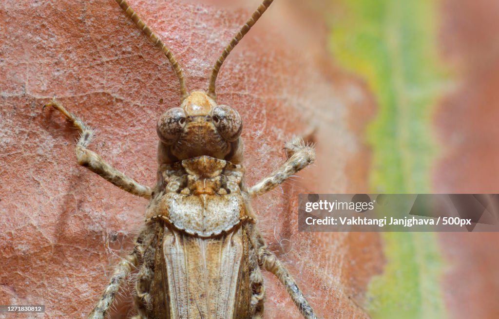 Close-Up Of Insect On Leaf, Tbilisi, Georgia