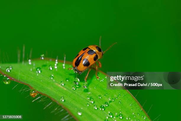 Bhanwar Insect 40 Bhayandar Stock Photos, High-Res Pictures, and Images - Getty Images