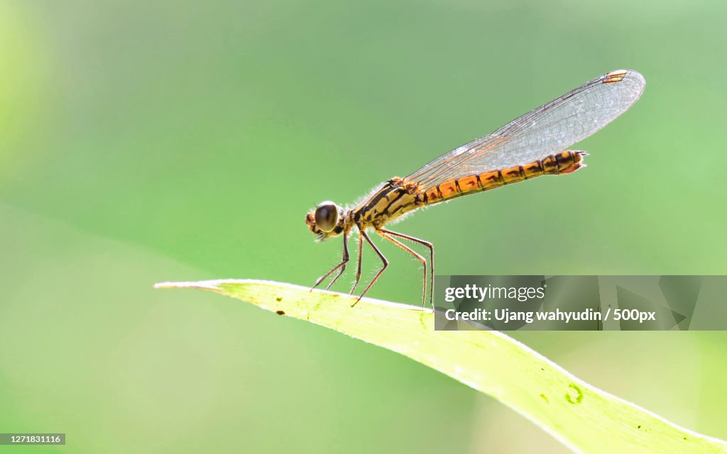 Close-Up Of Dragonfly On Leaf
