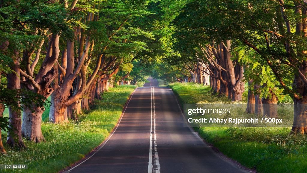 View Of Empty Road Amidst Trees, Indore, India