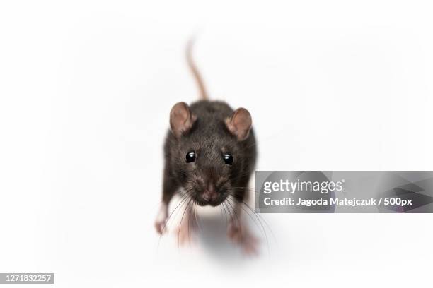 close-up portrait of rat on white background, wrocaw, poland - rat stock pictures, royalty-free photos & images