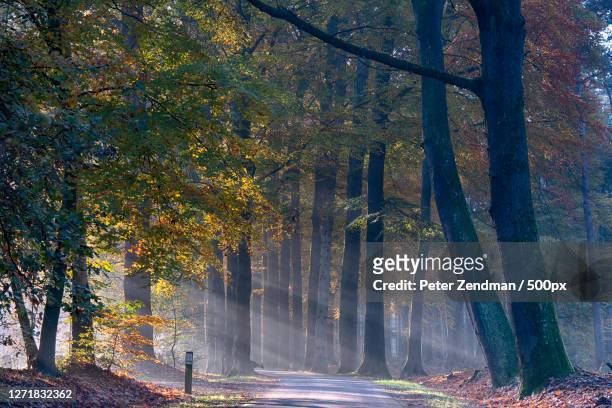 trees growing in forest, losser, netherlands - landschap natuur stock pictures, royalty-free photos & images