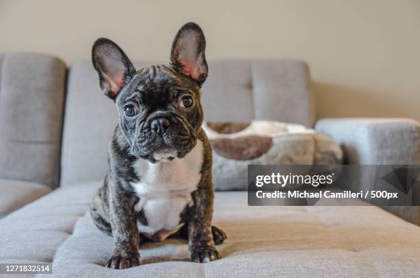 portrait of french bulldog sitting on sofa at home - buldogue francês imagens e fotografias de stock