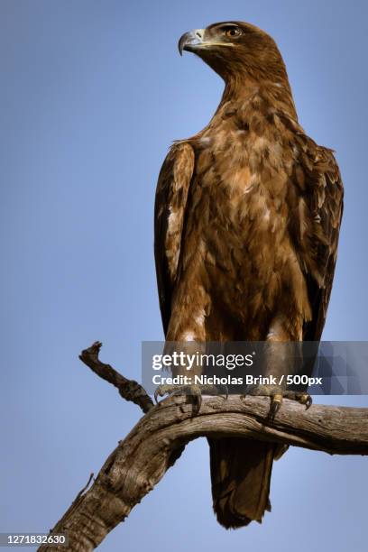 low angle view of eagle perching on branch against clear blue sky, phalaborwa, south africa - perch stock pictures, royalty-free photos & images