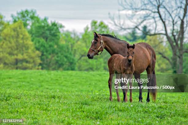 two horses standing on field - stute stock-fotos und bilder