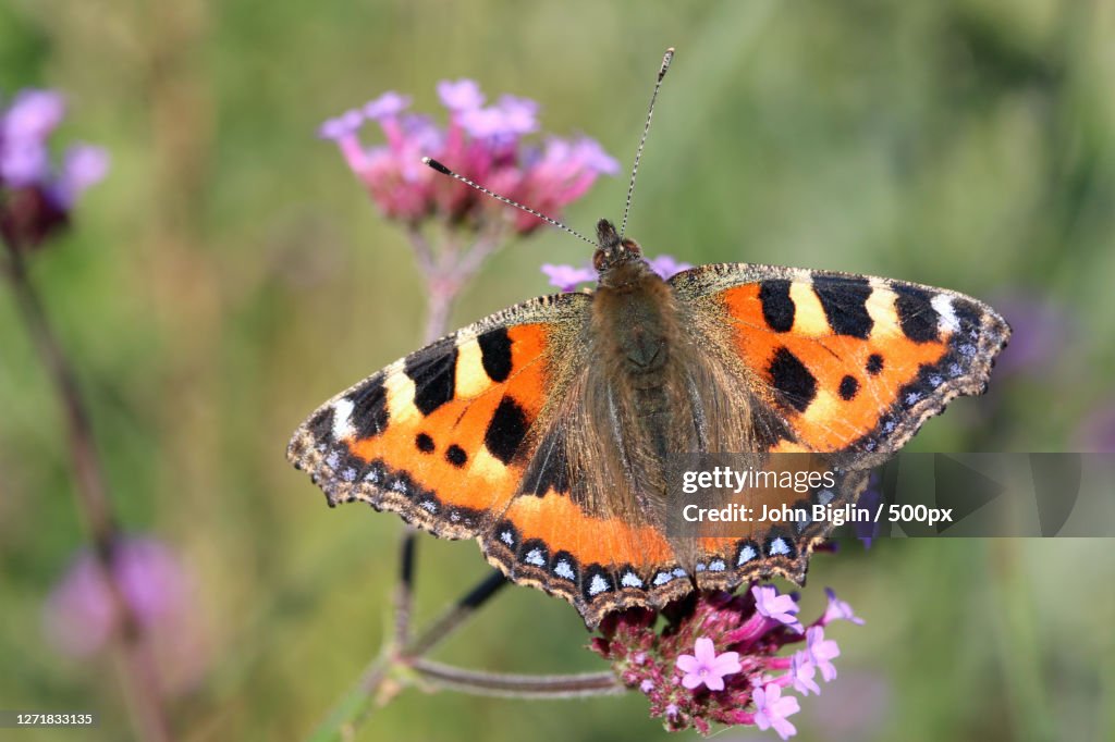 Close-Up Of Butterfly Pollinating On Flower, Stowmarket, United Kingdom