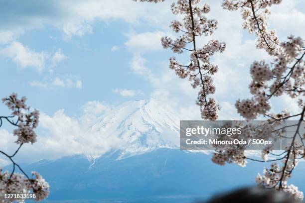 scenic view of cherry blossom tree against sky, fuji-yoshida, japan - minoru yoshida stock pictures, royalty-free photos & images