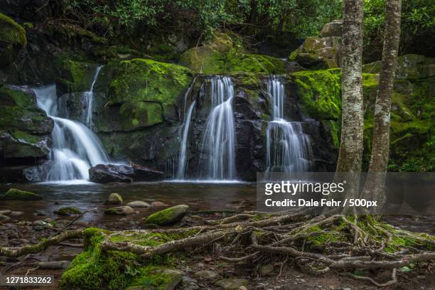 scenic view of waterfall in forest, gatlinburg, united states - gatlinburg stock pictures, royalty-free photos & images
