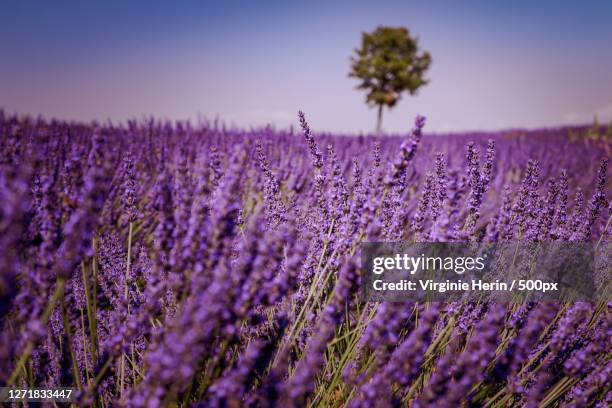 close-up of lavender growing on field against sky, valensole, france - lavender field france stock-fotos und bilder