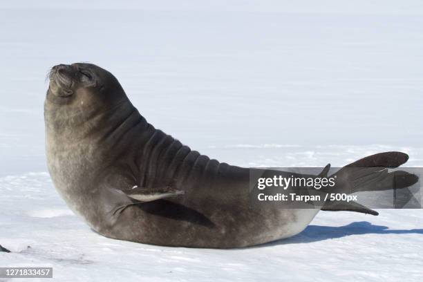 close-up of seal on snow covered beach - leopard seal stock-fotos und bilder