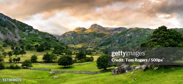 scenic view of trees on field against sky, ambleside, united kingdom - northwest england stock pictures, royalty-free photos & images