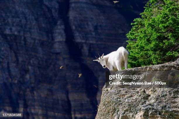 24 North Browning Montana Stock Photos, HighRes Pictures, and Images