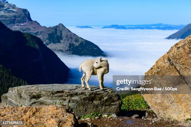 high angle view of goat standing on mountain, columbia falls, united states - mcdonald creek stock-fotos und bilder