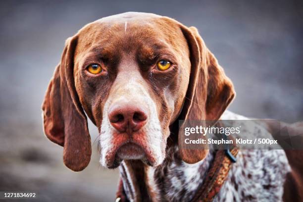 close-up portrait of dog - german shorthaired pointer stock pictures, royalty-free photos & images