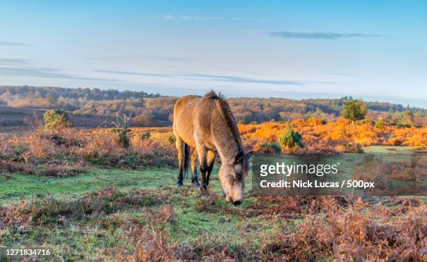 the horse in the mountains, lyndhurst, united kingdom - new forest stock pictures, royalty-free photos & images