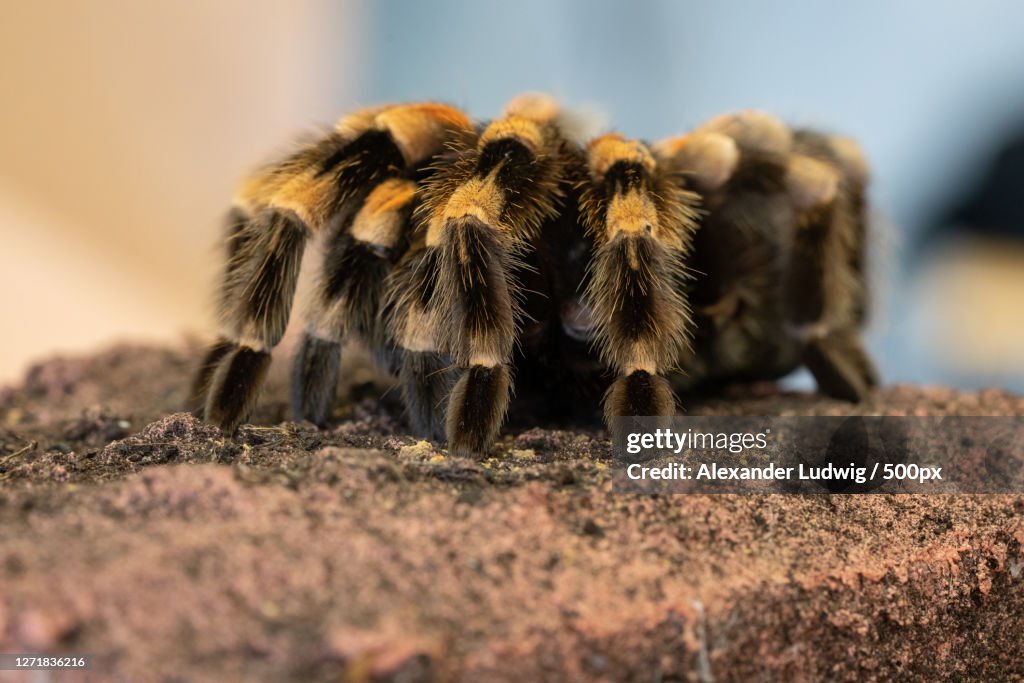 Close-Up Of Spider On Rock