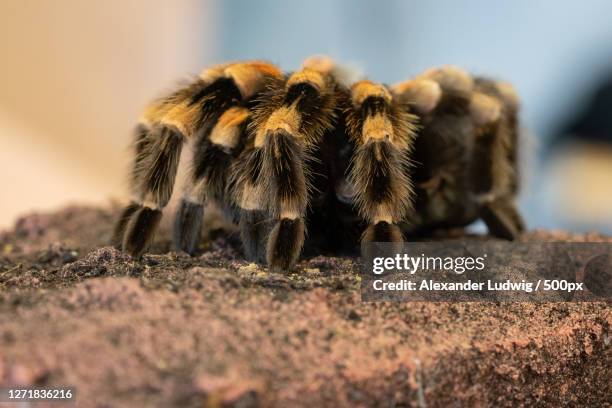 close-up of spider on rock - mexican redknee tarantula stock pictures, royalty-free photos & images