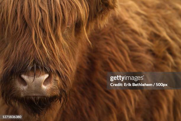 close-up of cow, havelte, netherlands - highland cattle stock pictures, royalty-free photos & images
