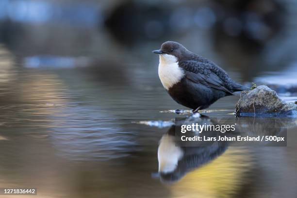 1,628 Dipper Bird Stock Photos and High-Res Images - Getty Images
