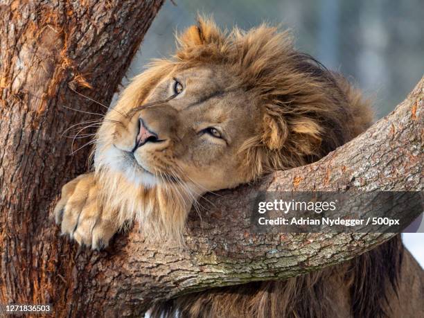 young lion, gossau, switzerland - lion cub stock-fotos und bilder