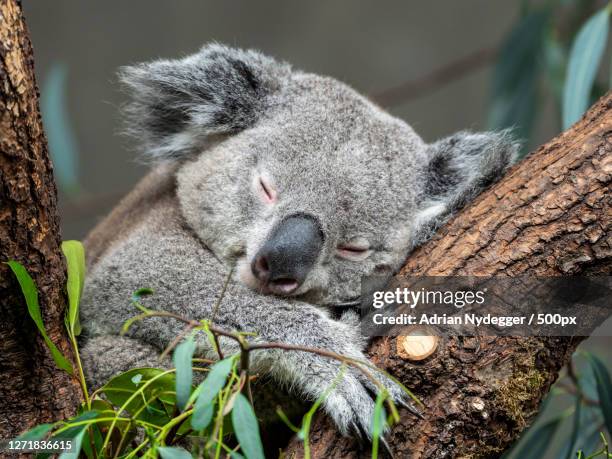 close-up of koala sleeping on tree trunk, zrich kreis 7  fluntern, switzerland - threatened species stockfoto's en -beelden