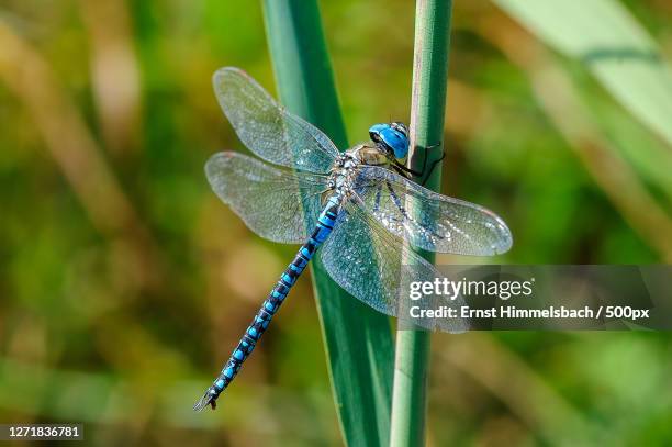 close-up of dragonfly on plant, oberhausen-rheinhausen, germany - dragonfly stock pictures, royalty-free photos & images