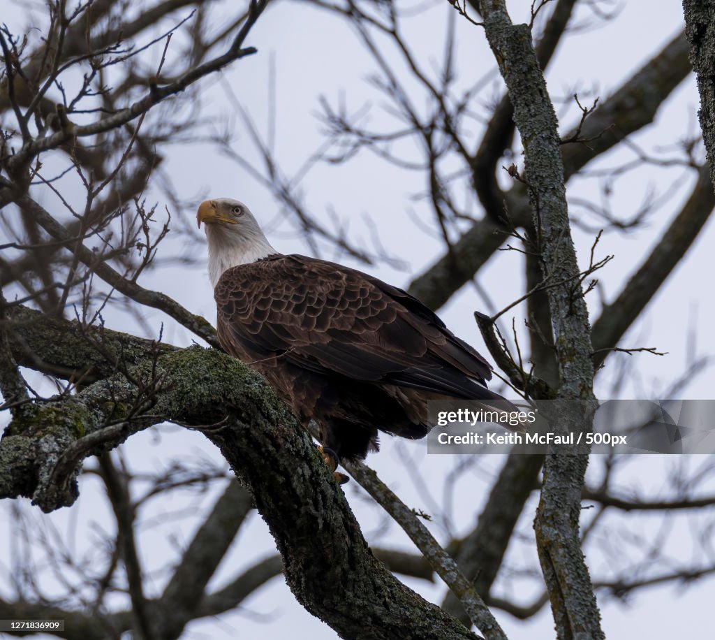 Low Angle View Of Eagle Perching On Branch