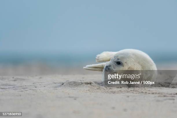 close-up of seashell on sand at beach, helgoland, germany - foca fotografías e imágenes de stock