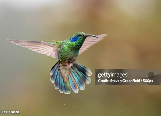 close-up of bird flying outdoors, barranco, panama - hummingbirds stockfoto's en -beelden