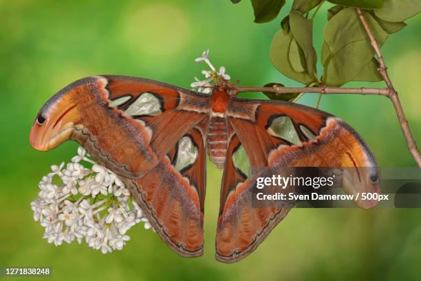 close-up of butterfly on plant - mariposa nocturna atlas fotografías e imágenes de stock