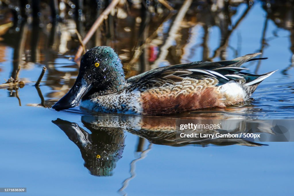 A Duck Swimming In The Lake, Anahuac, United States