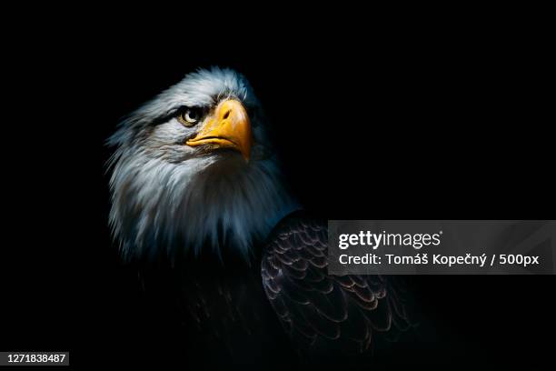 close-up of eagle looking away against black background - eagles stock pictures, royalty-free photos & images