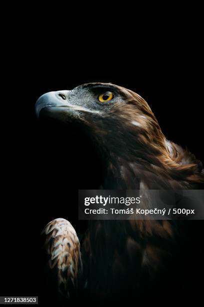 close-up of eagle looking away against black background - eagle eye stock pictures, royalty-free photos & images