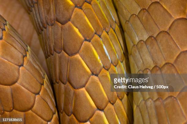 full frame shot of snake - king cobra stock pictures, royalty-free photos & images
