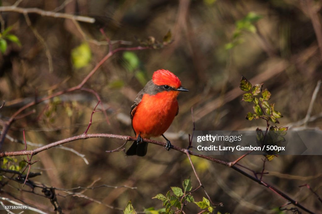 Close-Up Of Bird Perching On Branch, Crawfordville, United States