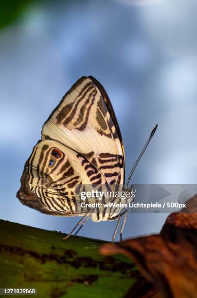 close-up of butterfly on leaf - lichtspiele stock pictures, royalty-free photos & images