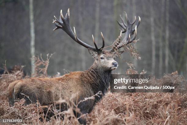 side view of deer standing by plants in forest, richmond, united kingdom - brunst stock-fotos und bilder