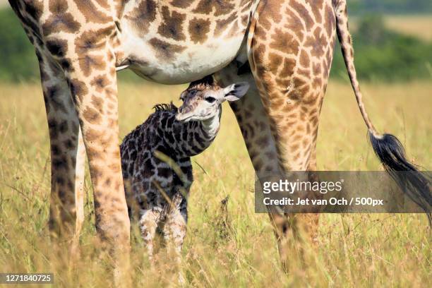 two young giraffe with its mother and a baby, mugumu, tanzania - baby giraffe - fotografias e filmes do acervo
